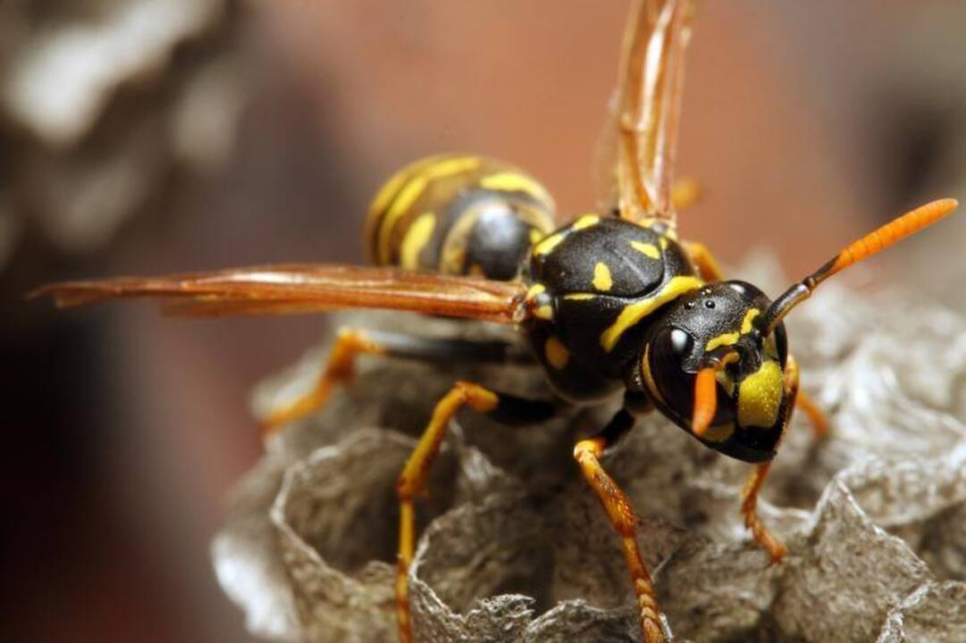 Asociatyvi nuotr.