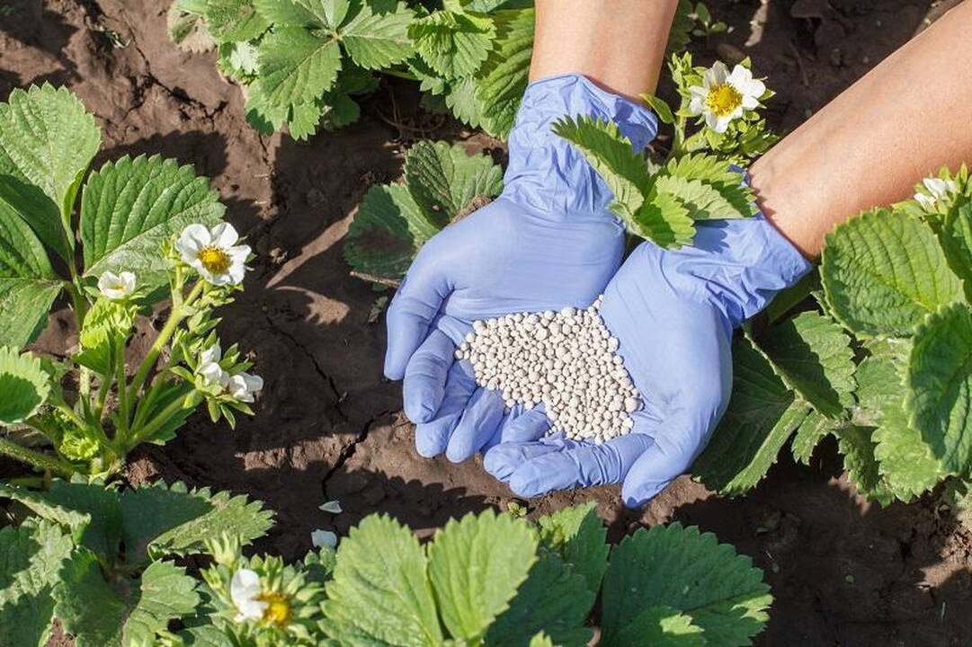 Derlius: uogų karaliene tituluojamos braškės mėgsta užuovėją, šilumą, derlingą kompozitinį dirvožemį ir reguliarų tręšimą specialiomis trąšomis.