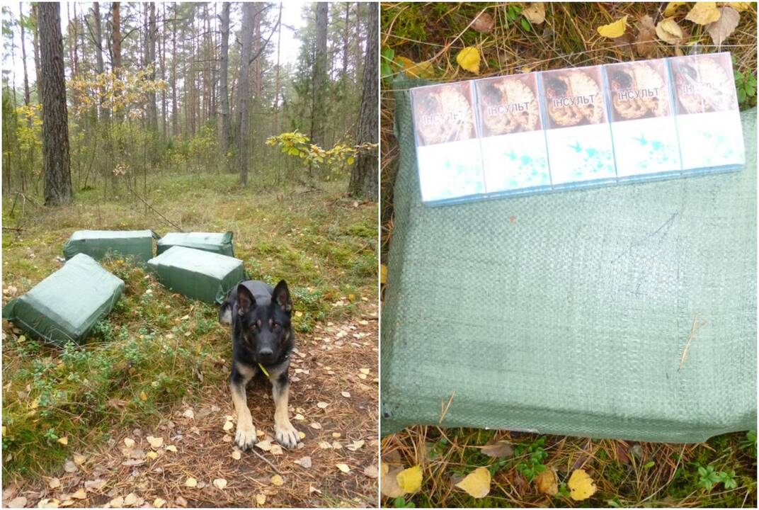 Vokiečių aviganis Malu padėjo surasti 6 tūkst. pakelių cigarečių