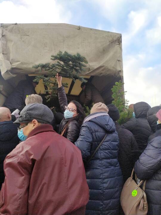 Įvyko: kasmetinė tradicija grįžo, miškininkai ir vėl dalijo eglių šakas.