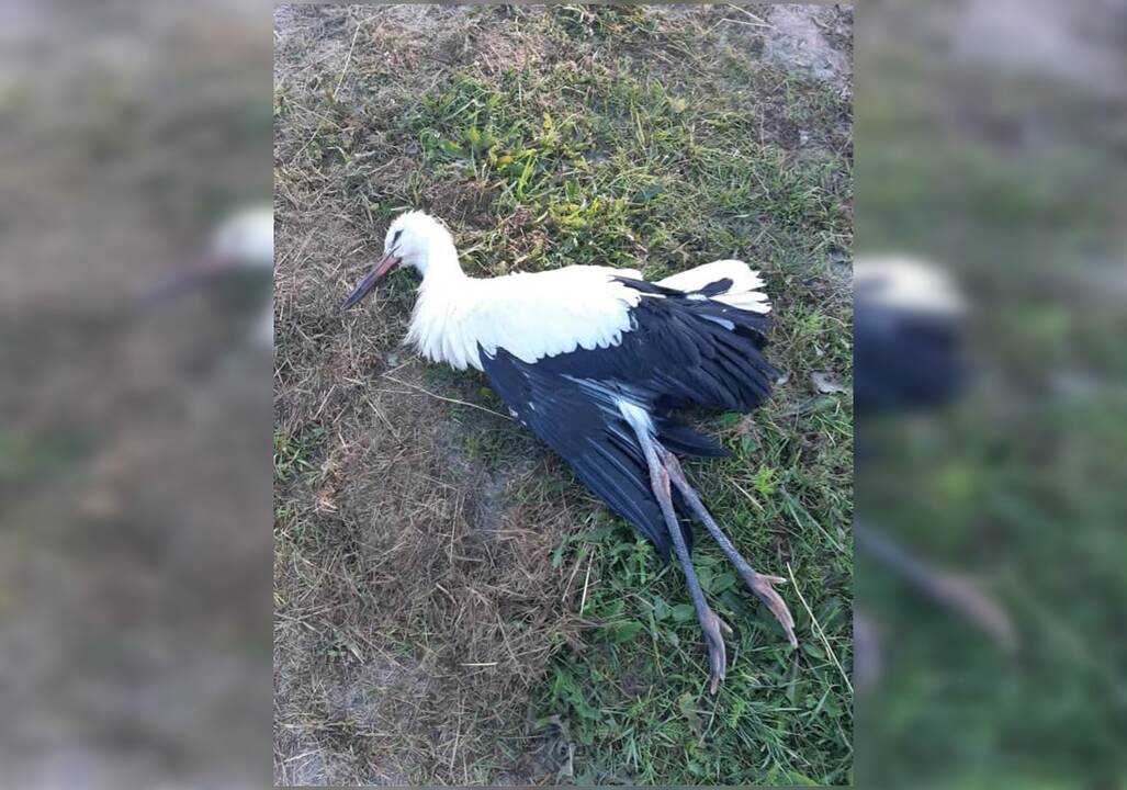 Papiktino vairuotojo elgesys: partrenkė gandrą, bet kaltas nesijaučia