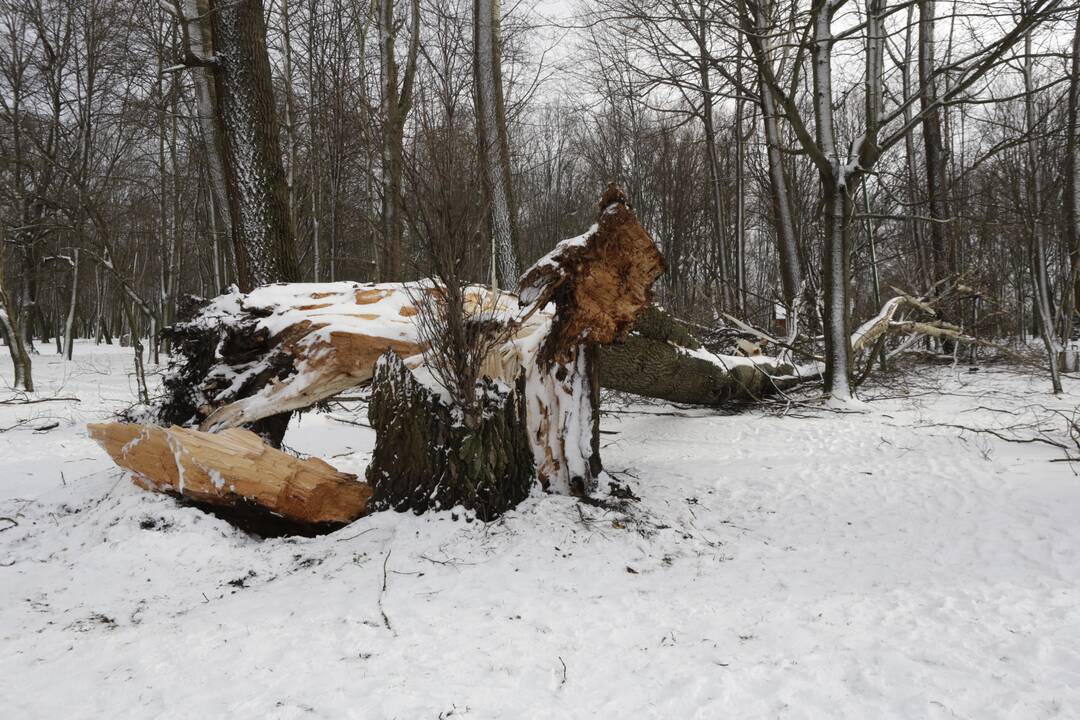 Audra Klaipėdoje pridarė žalos