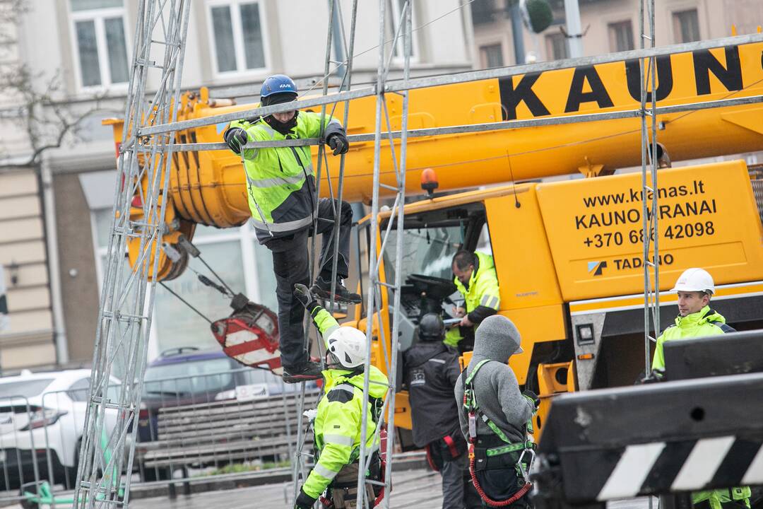 Katedros aikštėje pradėta statyti Vilniaus Kalėdų eglė