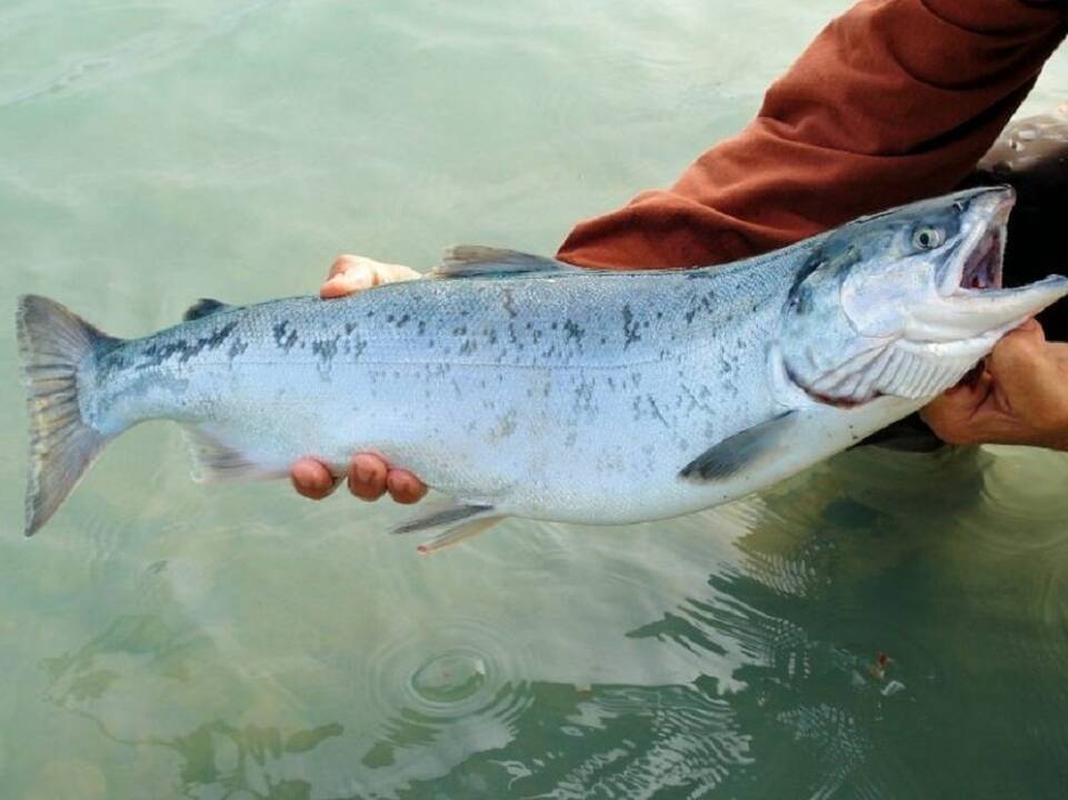 Asociatyvi nuotr.