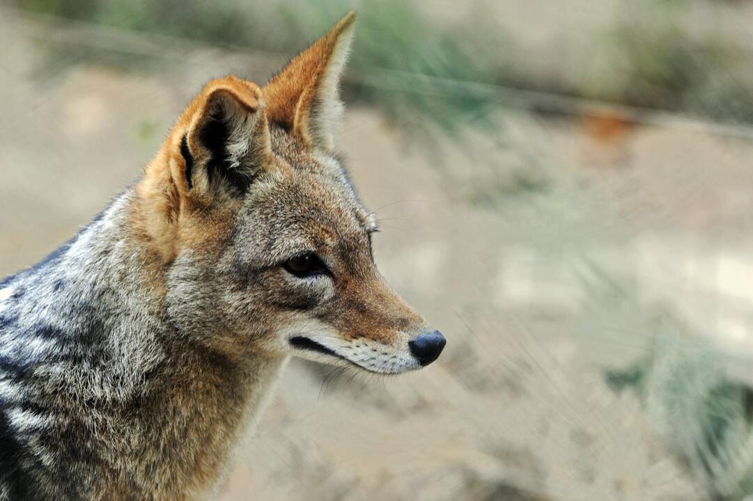 Šakalai Lietuvoje – piktadariai ar svečiai, kuriuos reikėtų priimti?