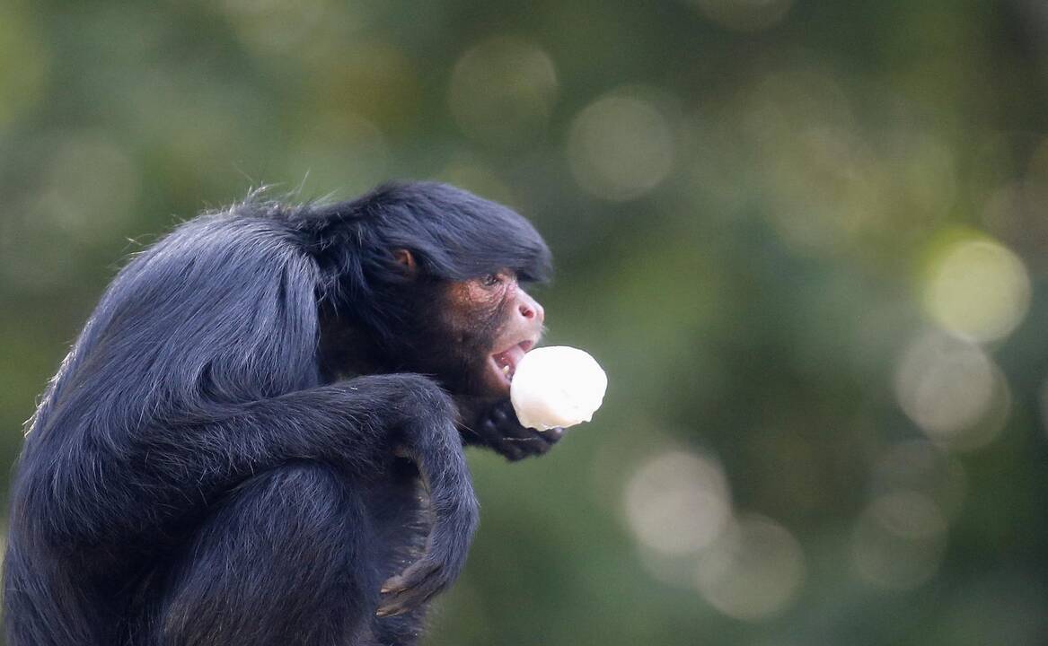 Kauno zoologijos sode gyvūnus vaišins ledais