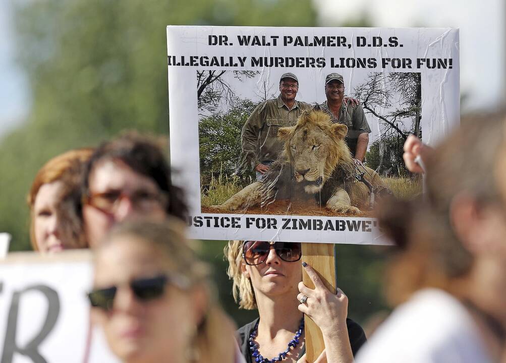 Dar vienas JAV medžiotojas įtariamas neteisėtai nušovęs liūtą Zimbabvėje