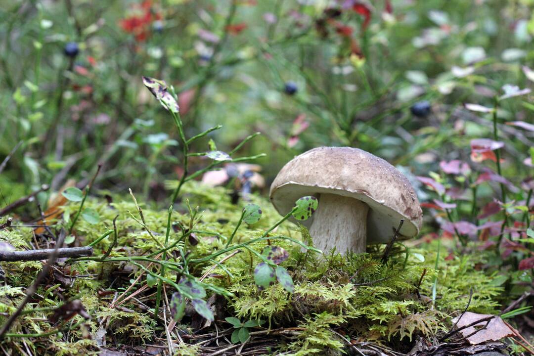 Grybų tiltai gali greitai baigtis