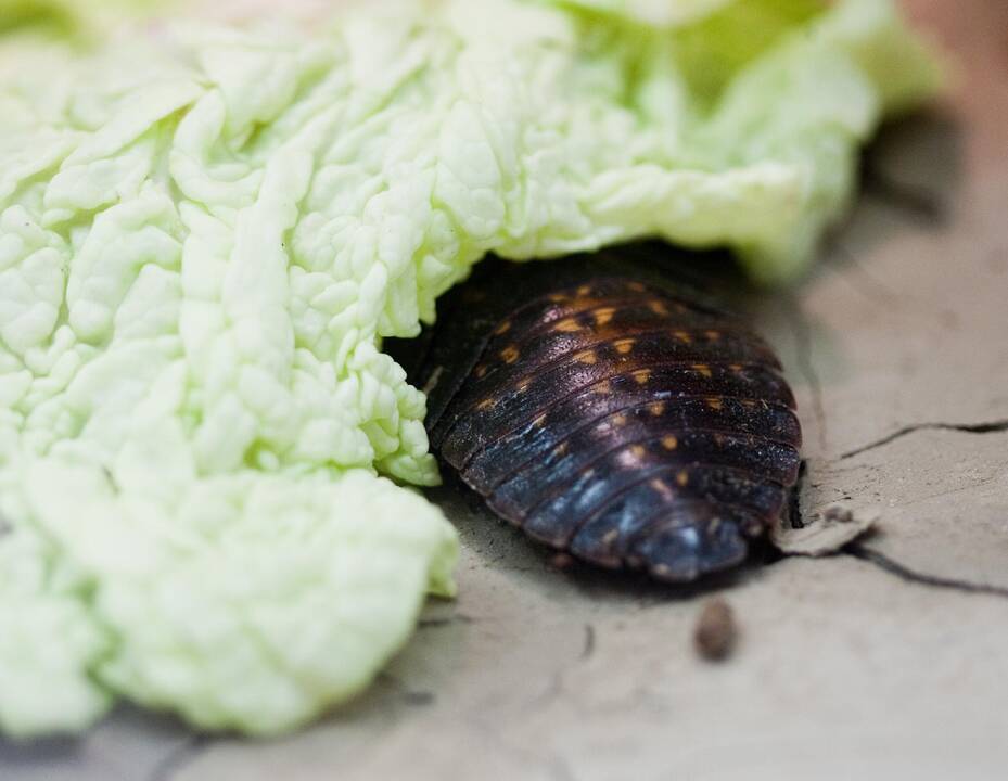 Žmonės labiausiai bijo tarakonų