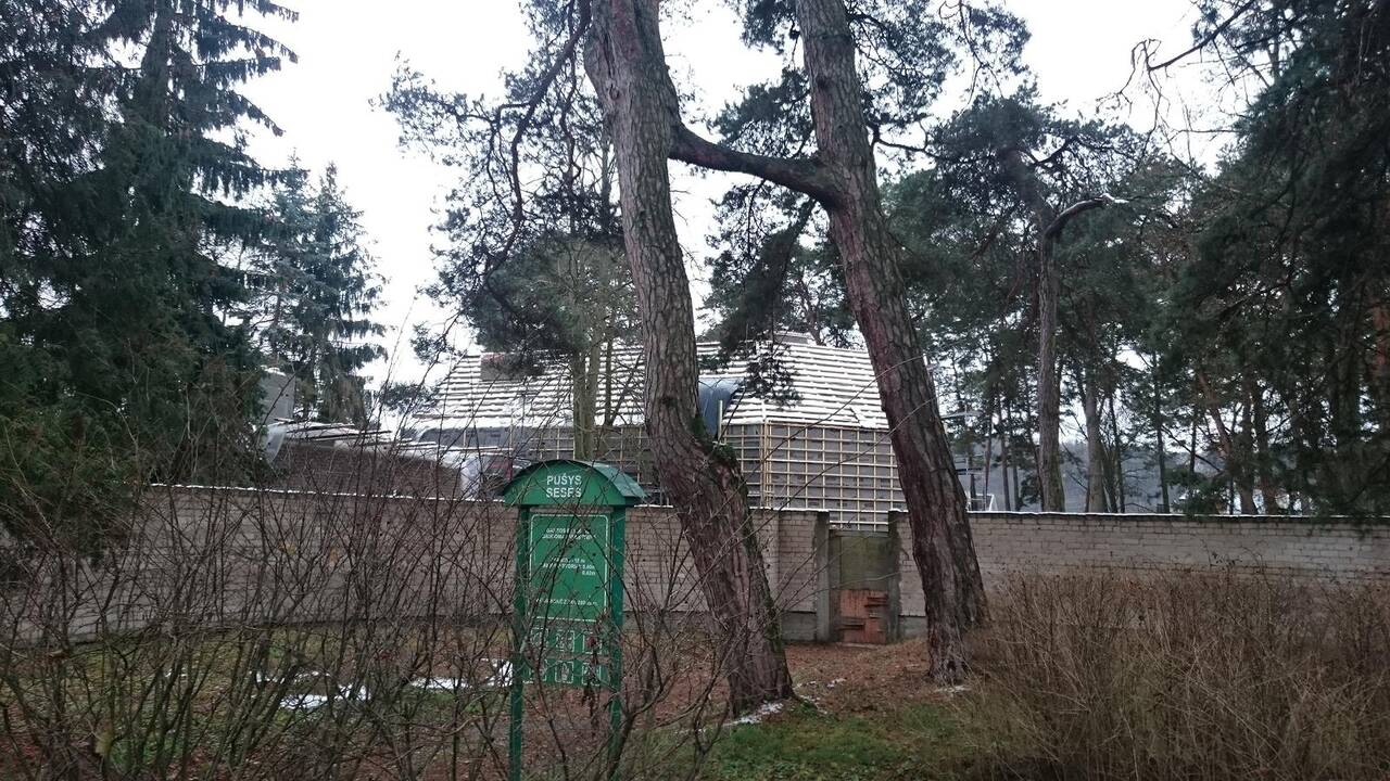Galiūnas: gamtos paminklas Stelmužės ąžuolas sau lygių Lietuvoje neturi.