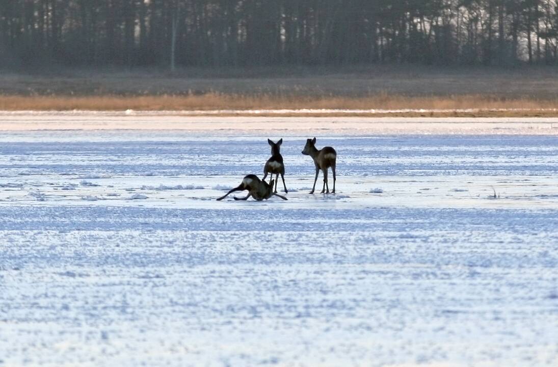 Aplinkosaugininkai tikrins, kaip medžiotojai laikosi taisyklių viliodami gyvūnus maistu