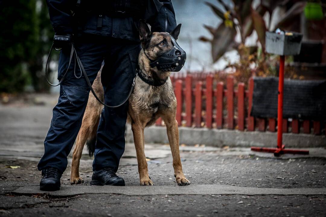 Į Pravieniškes iš darbo nesugrįžo nuteistasis