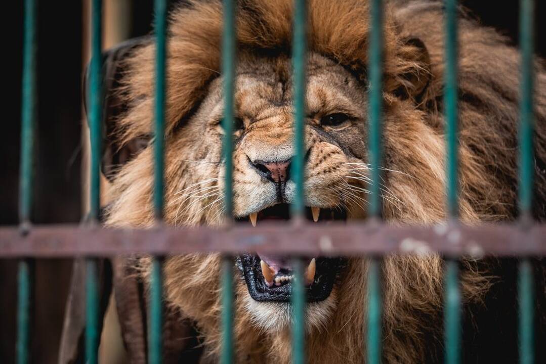 Zoologijos sodas skaičiuoja paskutines dienas iki renovacijos pradžios
