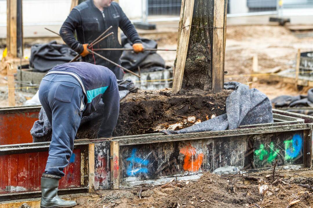 Laisvės alėjoje genimos liepų šaknys