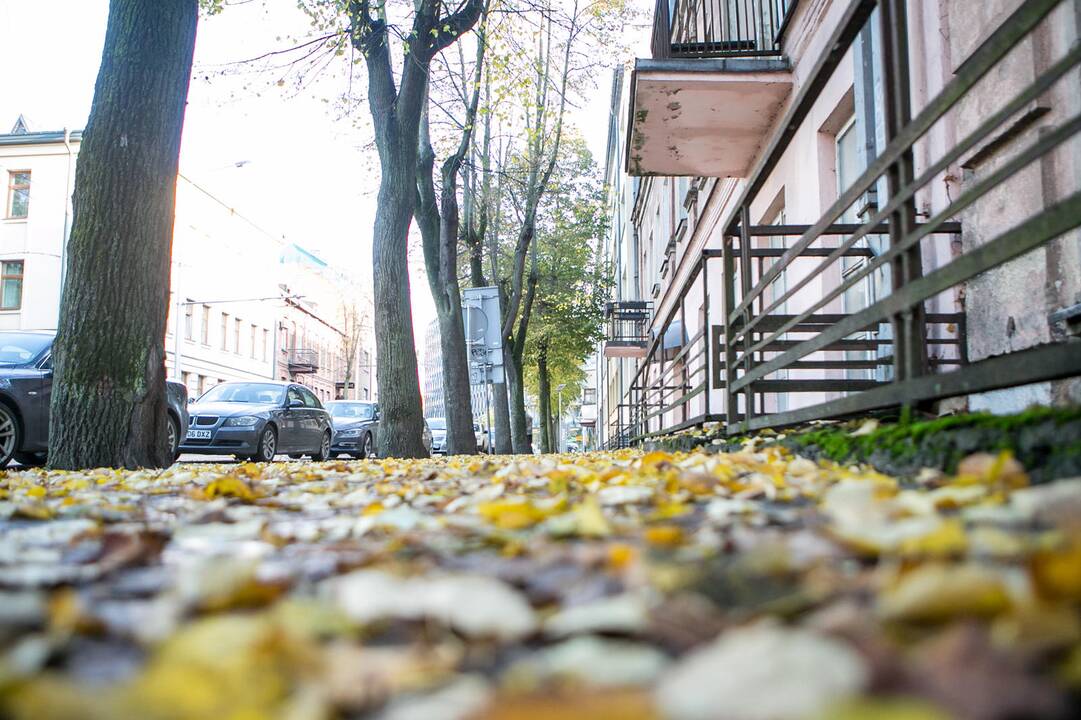 Rudeniniai lapai nuklojo Kauną