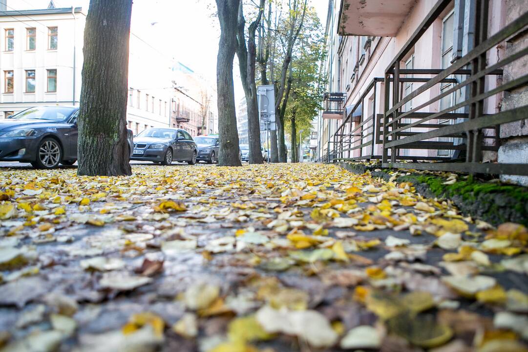 Rudeniniai lapai nuklojo Kauną