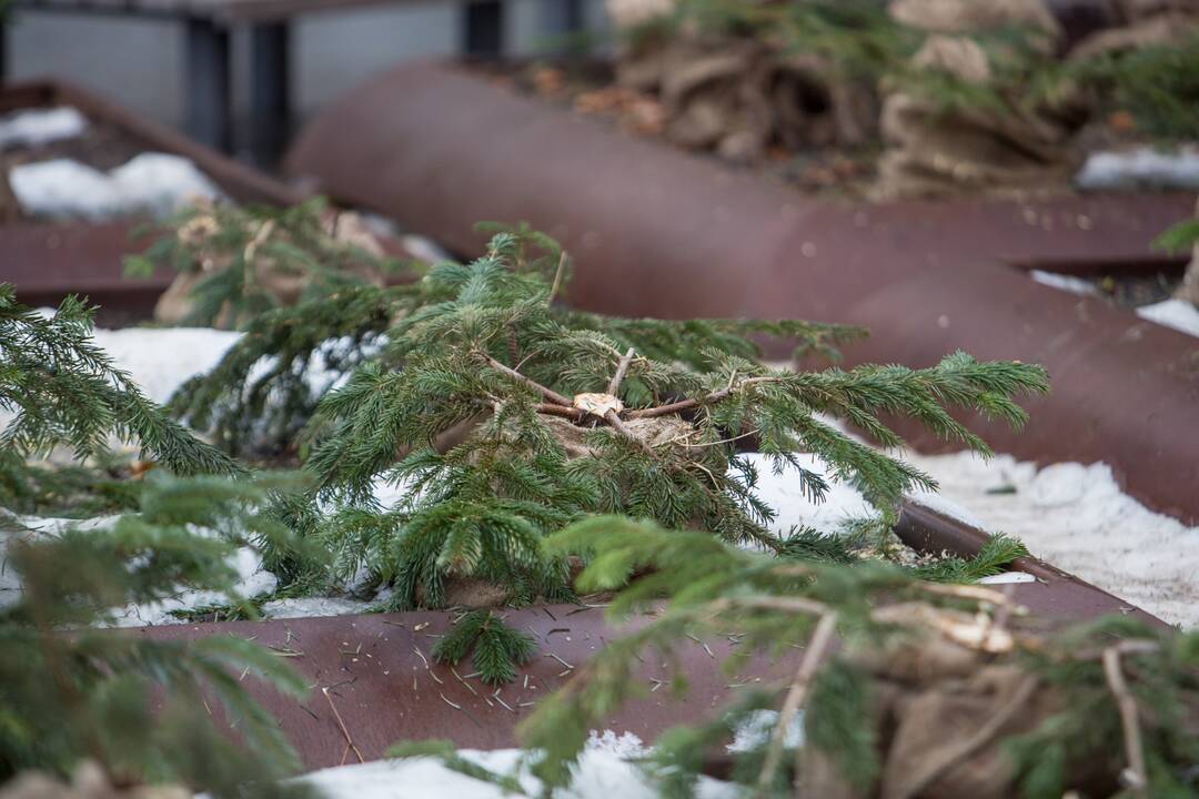 Nukapotos eglutės prie Kauno miesto savivaldybės