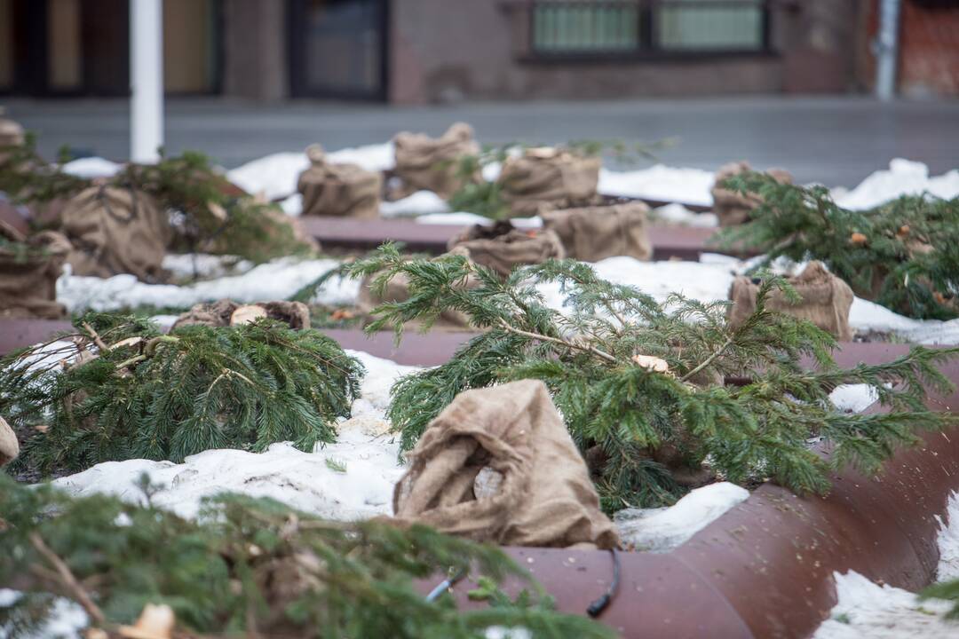 Nukapotos eglutės prie Kauno miesto savivaldybės