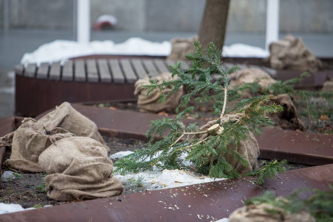 Nukapotos eglutės prie Kauno miesto savivaldybės