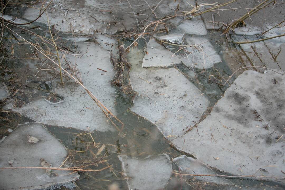 Ledo sangrūdos Radikiuose