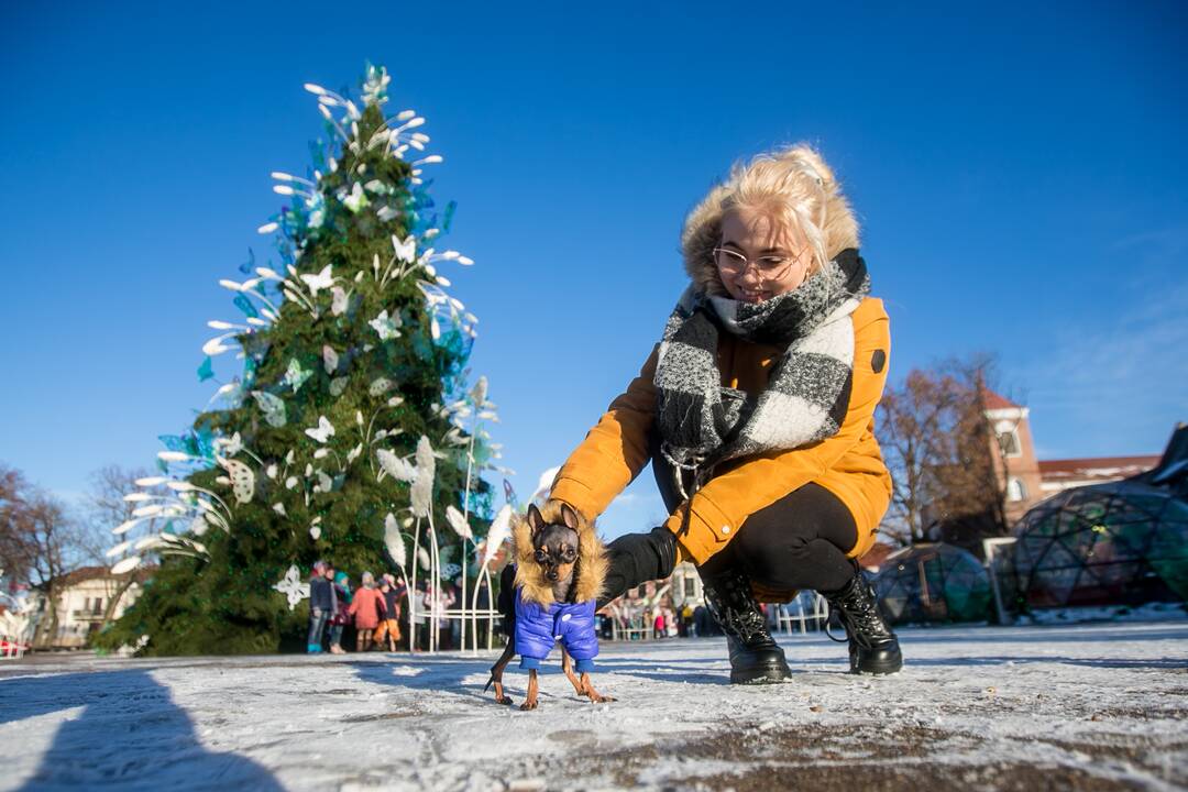 Kauniečiai leidžia laiką stebuklingame Kalėdų sode