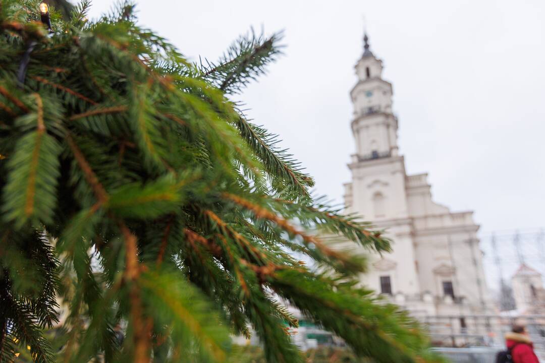 Pristatyta Kauno kalėdinė eglė