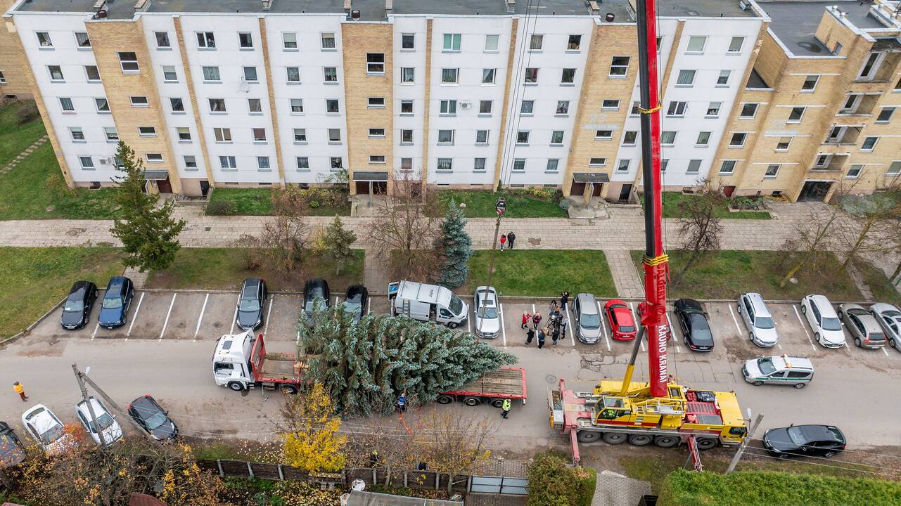 Atvyko: Vienybės aikštėje greitai prasidės eglutės puošimo darbai.