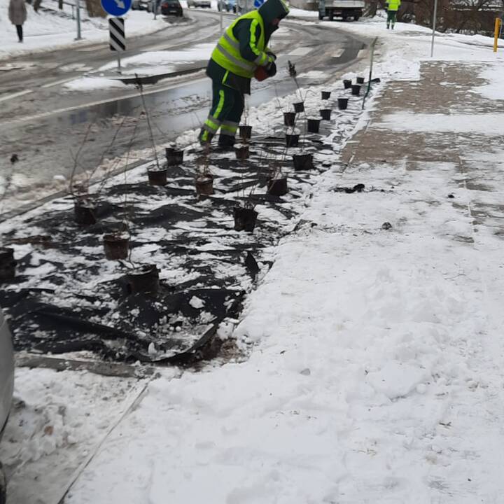 Įtūžo pamatę Vilniuje sodinamus medžius: žaliojo smegenų plovimo nesustabdo net šalčiai?