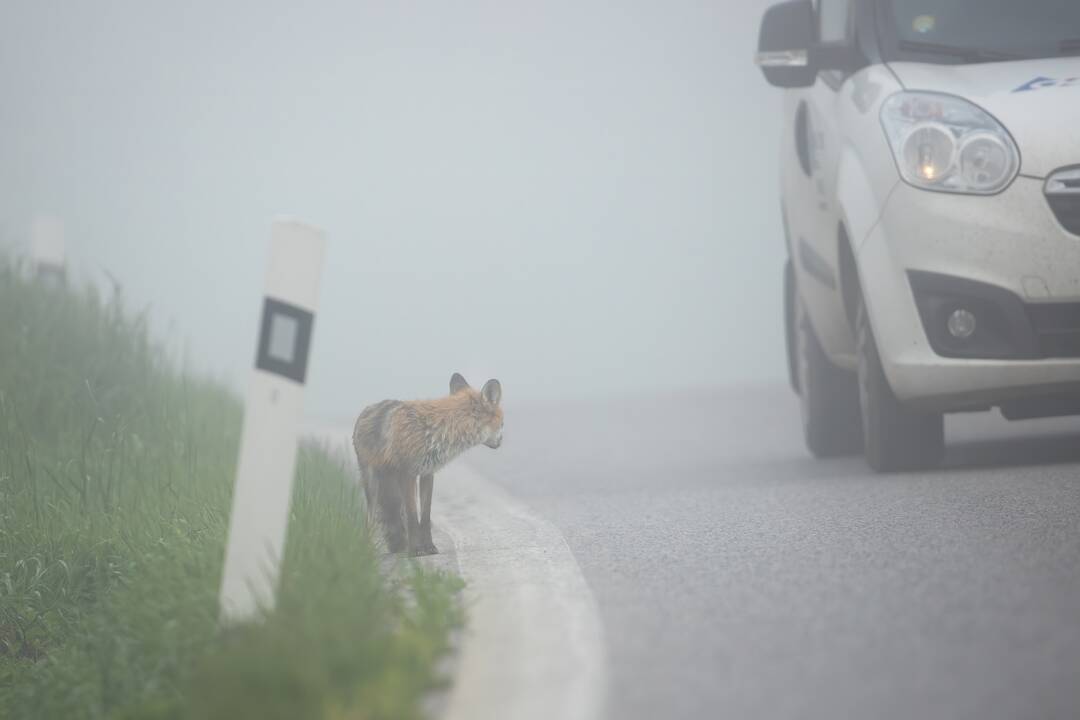 Keliai daugiausiai – sausi, kai kur eismo sąlygas sunkina rūkas