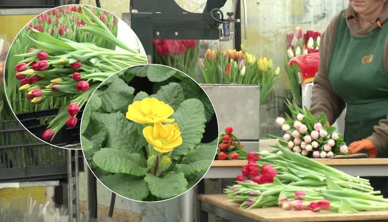 Nusiteikite: šventės šiemet kainuos dar brangiau 