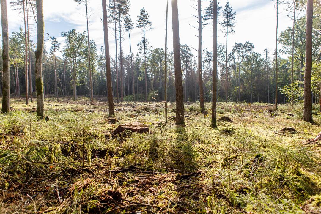 Situacija: mažiau pažeistų eglių mediena panaudojama, o iš kitų gaminamas biokuras.