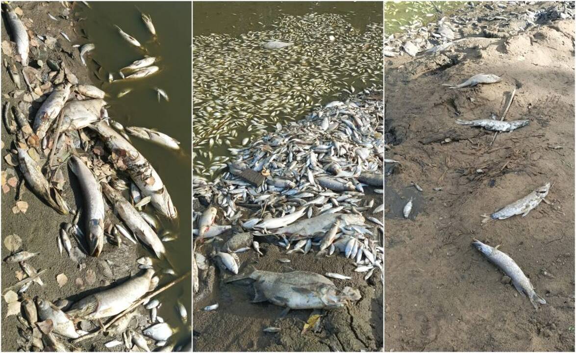 Kazlų Rūdos tvenkinyje išgaišo žuvys