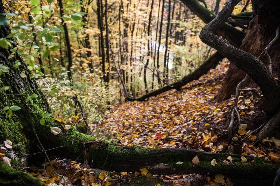 Kaunas ketina atnaujinti dar vieną žaliąją miesto erdvę