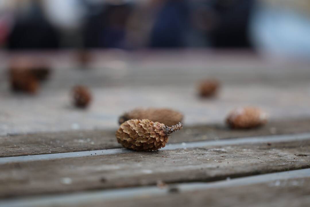 Kauno kalėdinė eglutė keliauja į Vienybės aikštę