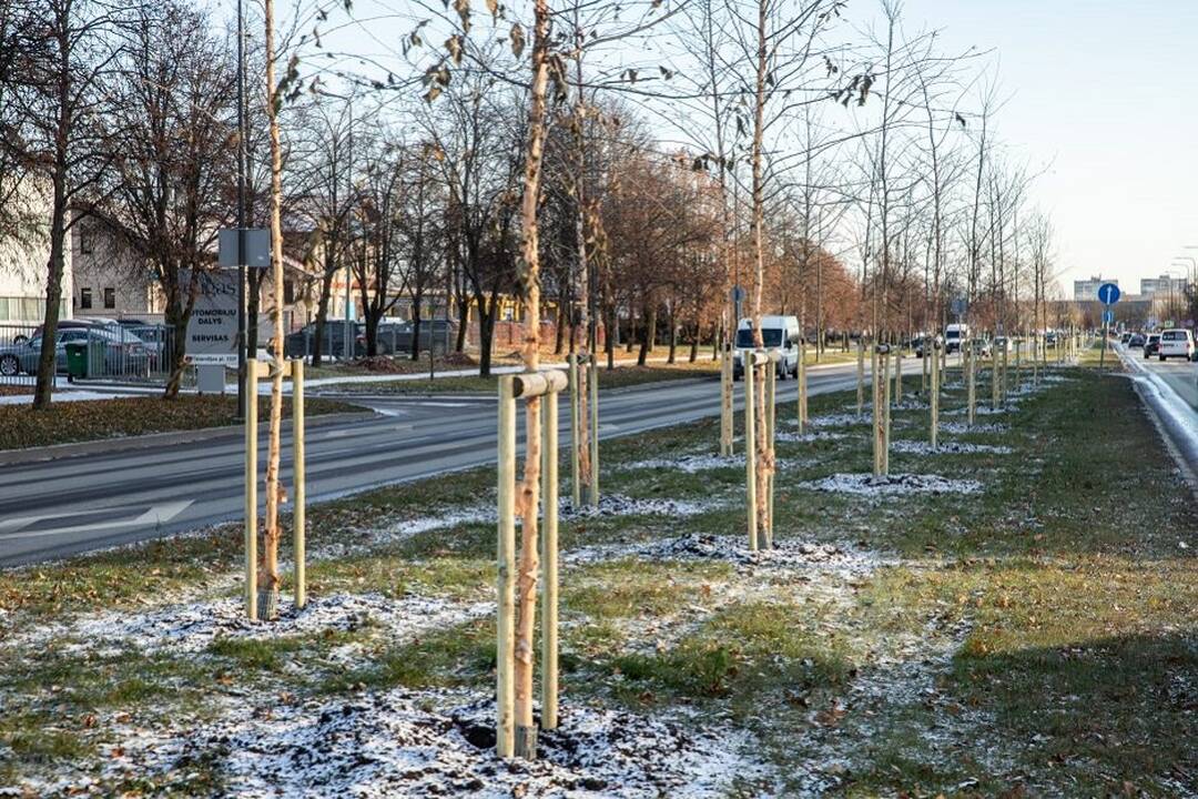 Eismas: specialistai teigia, kad medžiai skiriamojoje juostoje netrukdo eismo saugumui.
