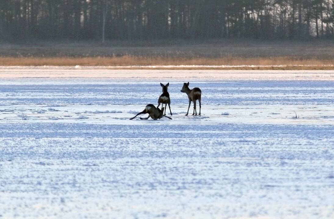 Ugniagesiai išgelbėjo ežere įlūžusią stirną