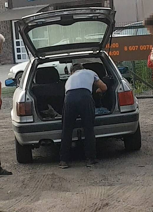 Detektyvas dėl sužeistos stirnos: neaišku, kas ją paėmė?