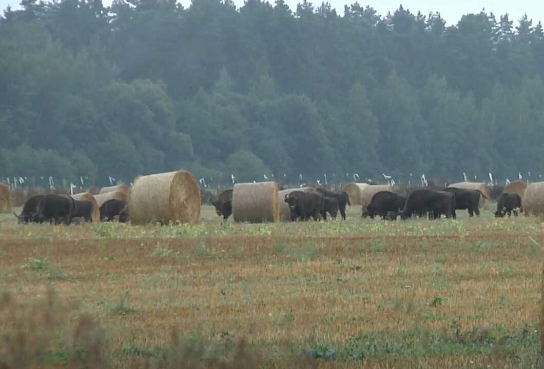 Ūkininkai stveriasi už galvos: stumbrai daro tūkstantinius nuostolius