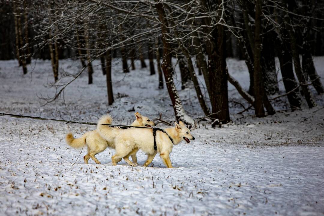 Dienos horoskopas 12 Zodiako ženklų (gruodžio 8 d.)