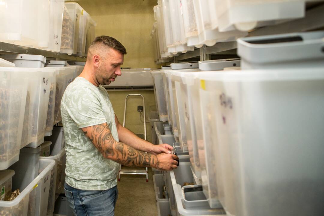 Galimybės: pasak direktoriaus D.Glušausko, bendrovė "Acheta" pajėgi pagaminti apie 200 kg svirplių produktų.