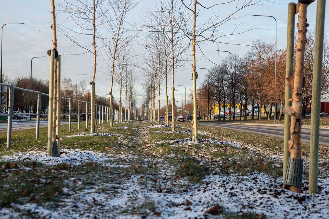 Eismas: specialistai teigia, kad medžiai skiriamojoje juostoje netrukdo eismo saugumui.