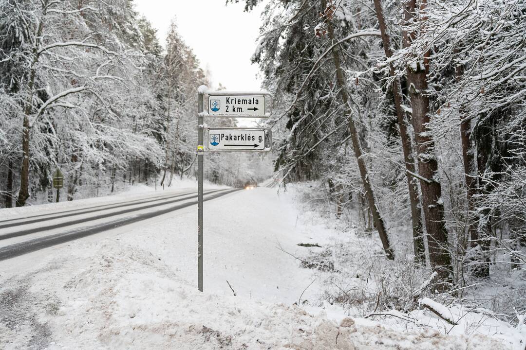 Sklypas: dabar karjerą steigti planuojama dalyje miško teritorijos ir sklype, kuriame visai neseniai pasodinta genetinių sodinukų.