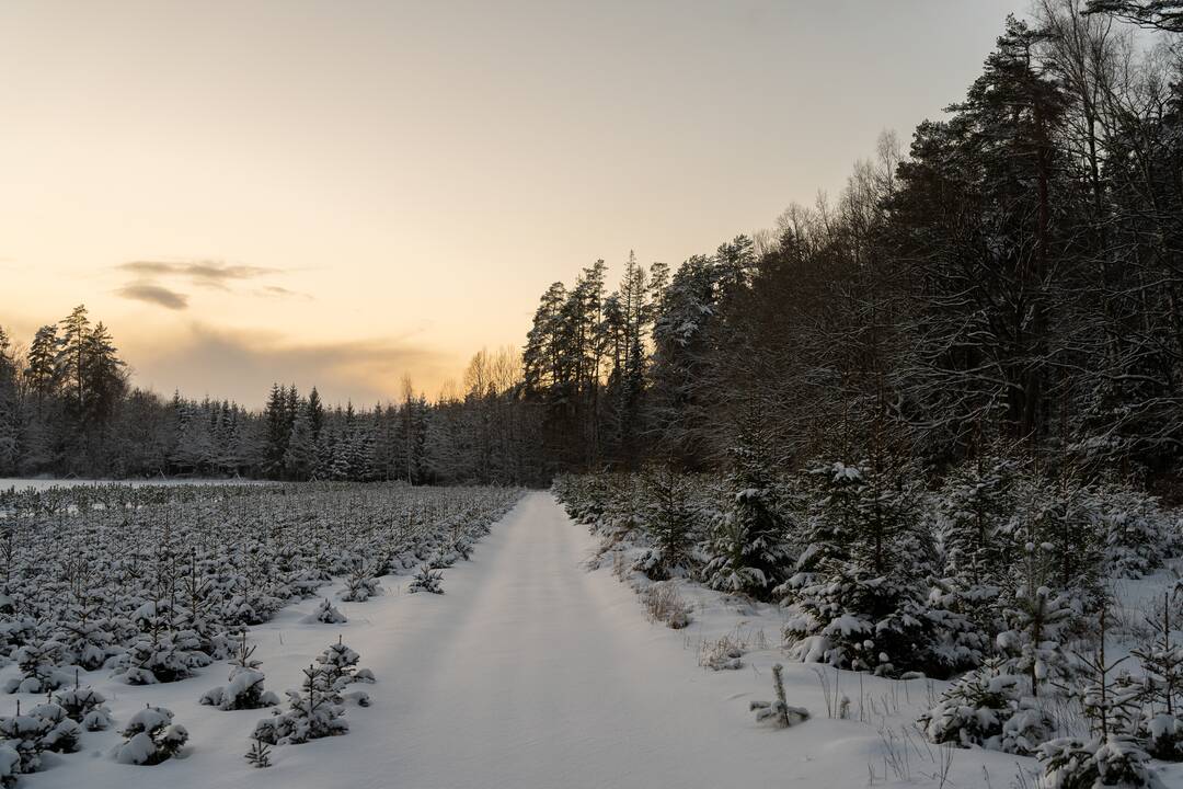 Sklypas: dabar karjerą steigti planuojama dalyje miško teritorijos ir sklype, kuriame visai neseniai pasodinta genetinių sodinukų.