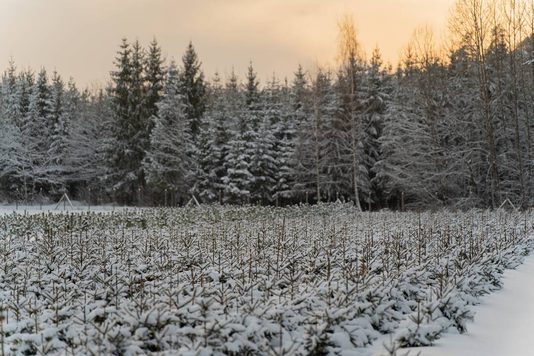 Sklypas: dabar karjerą steigti planuojama dalyje miško teritorijos ir sklype, kuriame visai neseniai pasodinta genetinių sodinukų.