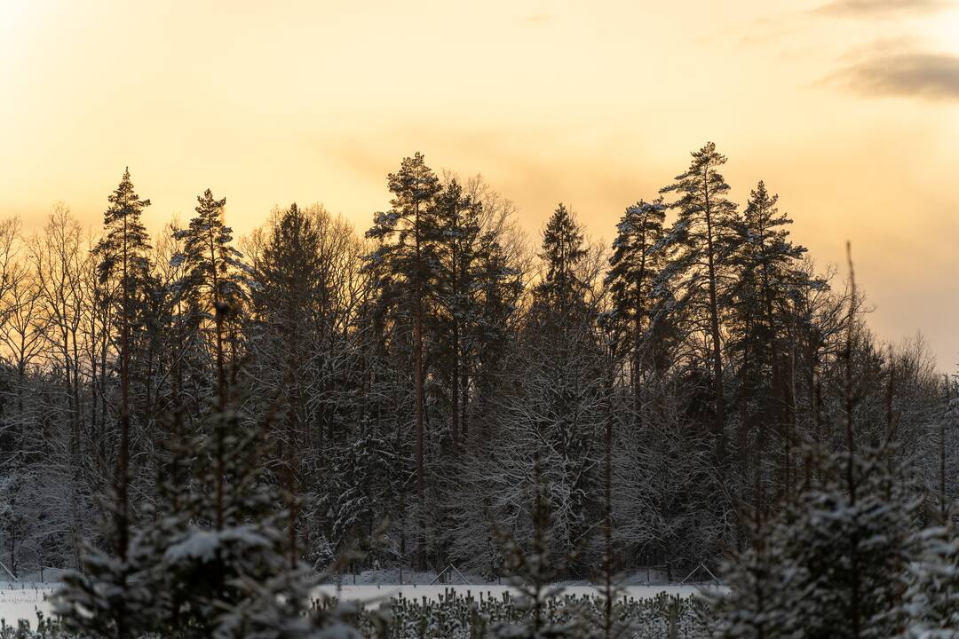 Sklypas: dabar karjerą steigti planuojama dalyje miško teritorijos ir sklype, kuriame visai neseniai pasodinta genetinių sodinukų.