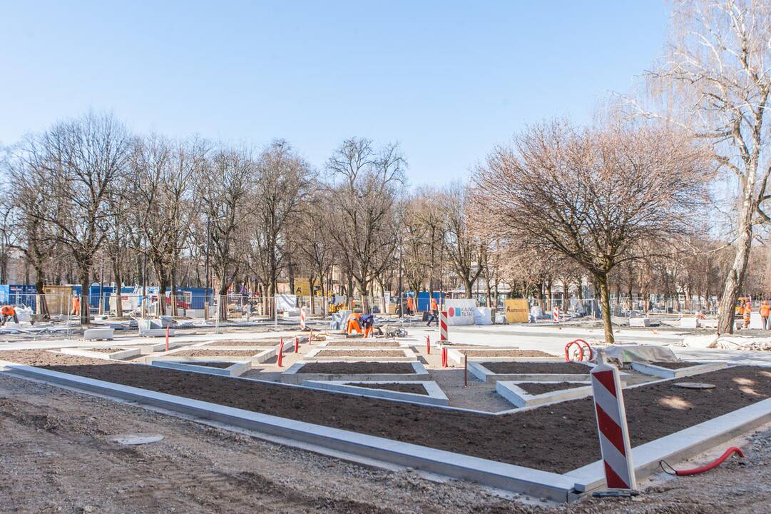 Ženklai: tulpių daigai jau prognozuoja artėjantį spalvingą metų laiką.