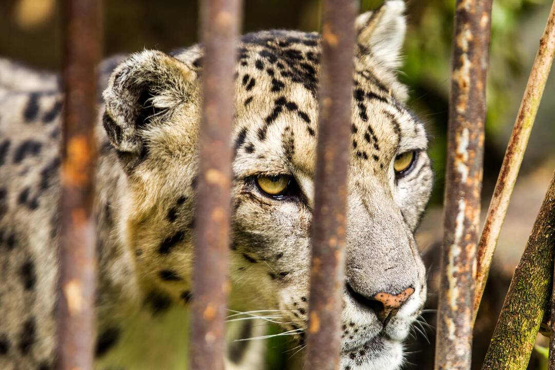 Karaliai: per 12 darbo metų M.Adomaitis gerai pažino sodo gyventojus. "Štai liūtai – baisūs miegaliai", – atskleidžia lankytojus dažnai nustebinantį faktą.