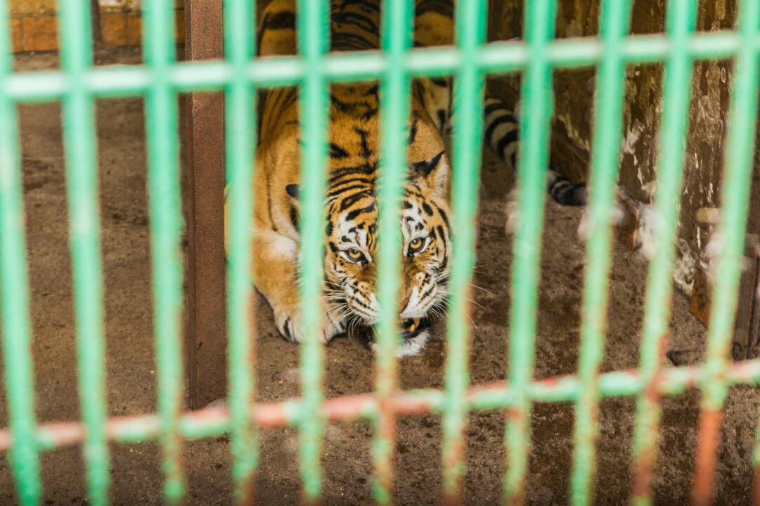 Karaliai: per 12 darbo metų M.Adomaitis gerai pažino sodo gyventojus. "Štai liūtai – baisūs miegaliai", – atskleidžia lankytojus dažnai nustebinantį faktą.