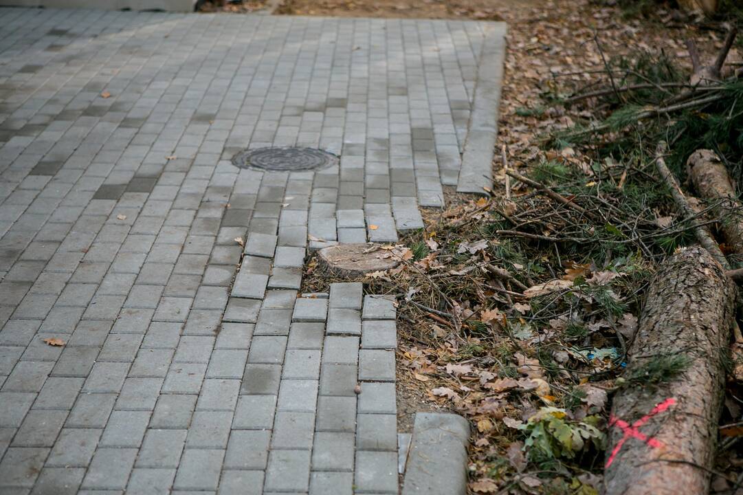 Įtarimai: vietos gyvventojai įtarė, kad pušys kirstos tam, jog būtų galima padidinti automobilių stovėjimo aikštelę.