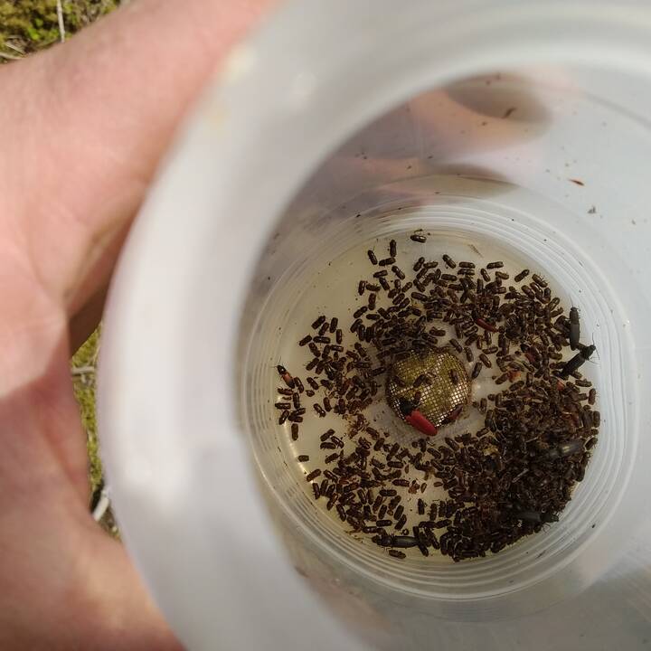 Situacija: mažiau pažeistų eglių mediena panaudojama, o iš kitų gaminamas biokuras.